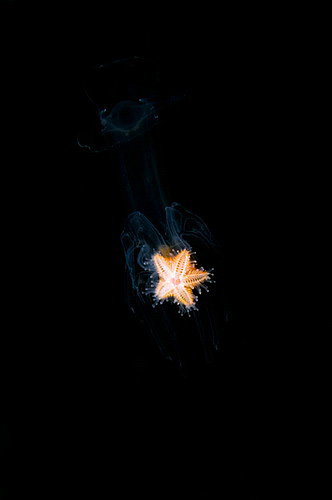 Little starfish